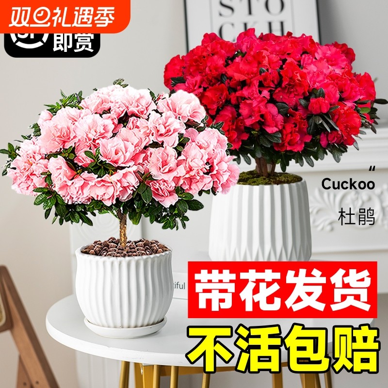 带花杜鹃盆栽室内桌面年宵花耐寒老桩重瓣花卉开花好养活阳台客厅