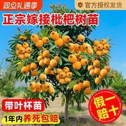 大五星枇杷苗树无核琵琶果树苗嫁接苗盆栽南方水果树果苗大果种植
