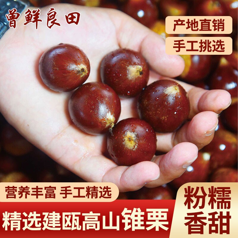 2025年福建建瓯高山锥栗板栗生新鲜农家自种采摘粉油栗子锥形板栗