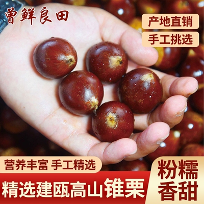 福建建瓯高山锥栗农家采摘