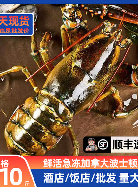 波士顿龙虾3-10斤/只特大号波龙