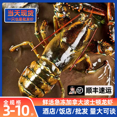 波士顿龙虾3-10斤/只特大号波龙