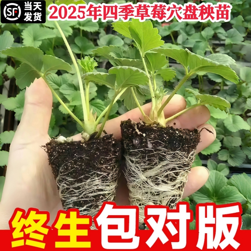 草莓苗秧穴盘苗当年结果新苗对版基地带土带叶真红玄玉奶油种植