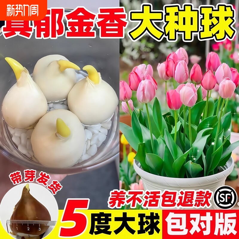 郁金香种球种子盆栽土培水培带花苞原生五度球花卉好养活水仙百合