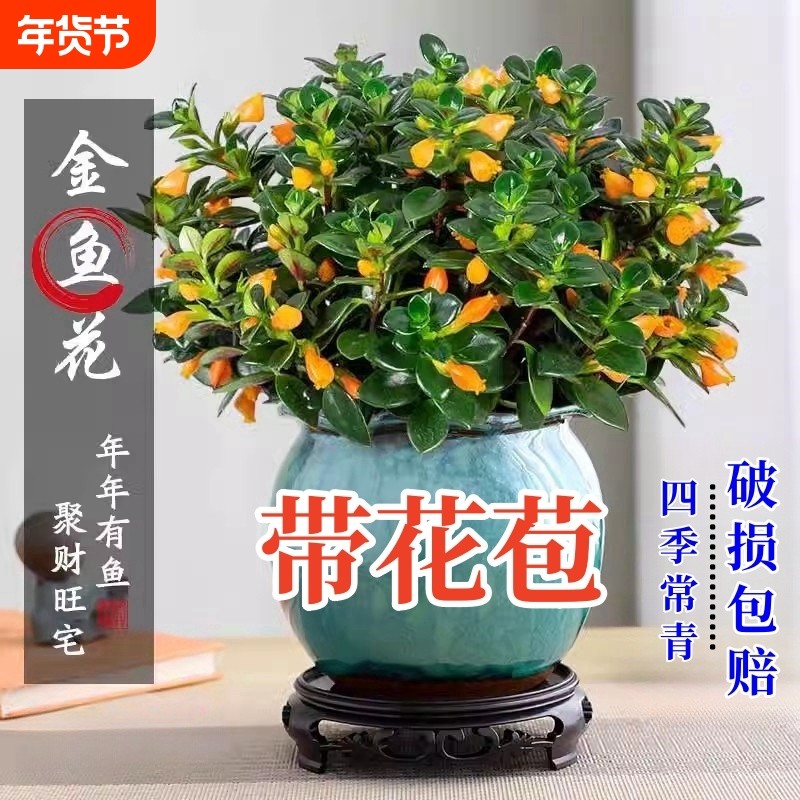 金鱼吊兰盆栽室内绿植花卉多肉植物绿萝年宵花吸甲醛四季好养盆景,鲜花速递/花卉仿真/绿植园艺,红掌/凤梨/温室花卉,淘宝优惠券,粉丝福利购,淘宝优惠卷