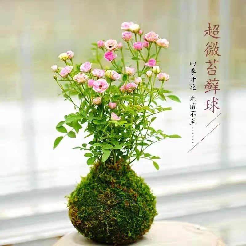 带花苞四季开花迷你超微型苔藓球水培姬月季办公桌面鲜花绿植花卉