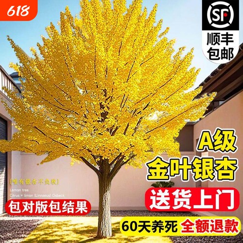 银杏树活苗金叶庭院绿化风景大树苗行道树南北方种植老桩花木小苗