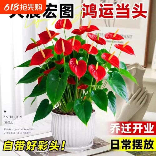 大号红掌盆栽水培带花大叶大花客厅绿植室内好养植物办公室桌面花