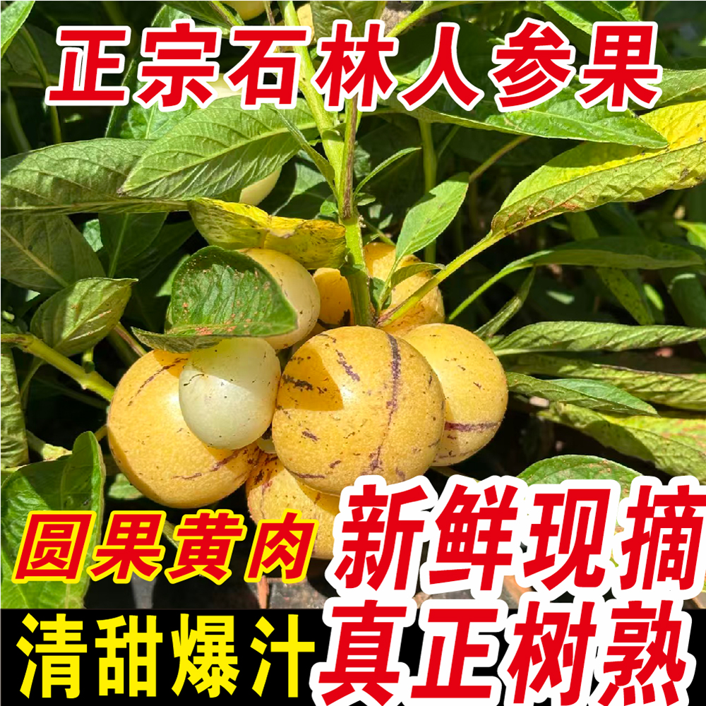 云南石林树熟人参果圆果大果新鲜当季现摘黄肉黄心人参果普箱装