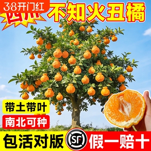 正宗四川不知火丑橘树苗盆栽地栽耙耙柑果树嫁接南北方橘子树果苗