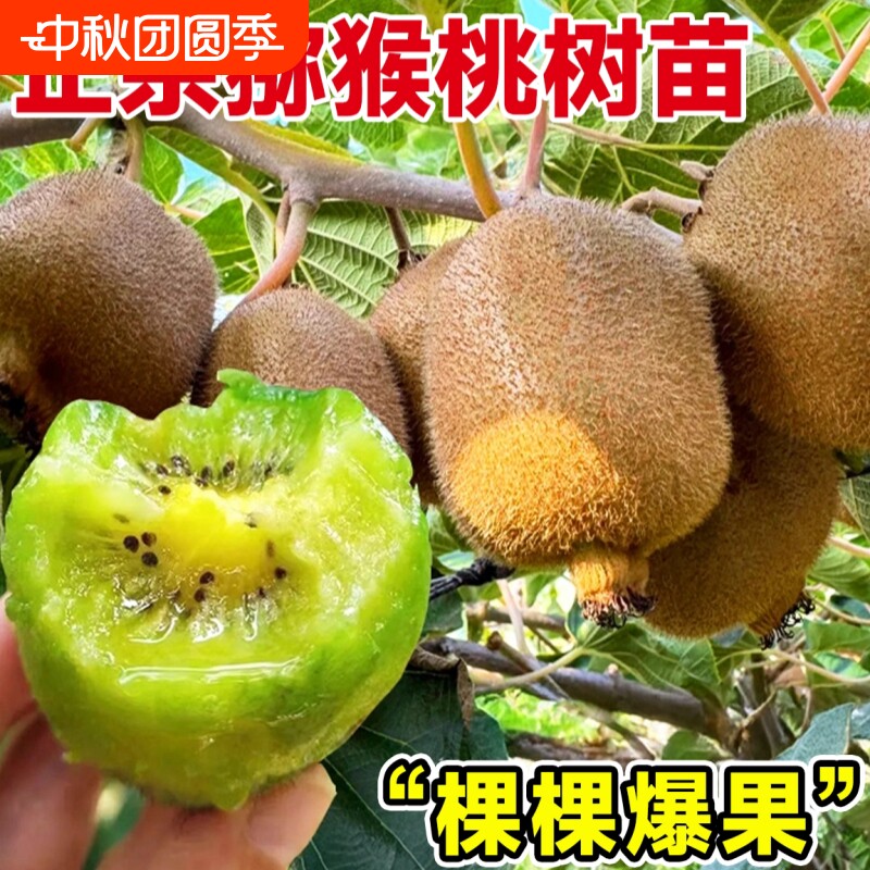 猕猴桃树果苗雌雄猕猴桃苗徐香嫁接种植庭院四季可种植翠香红心图片