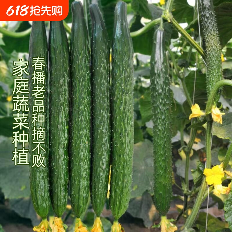 水果黄瓜种子蔬菜种籽适宜春播的老品种阳台种植播种津研四号黄瓜