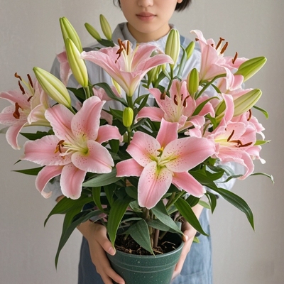 香水百合种球四季开花盆栽带花苞进口重瓣百合花球种子花苗多规格