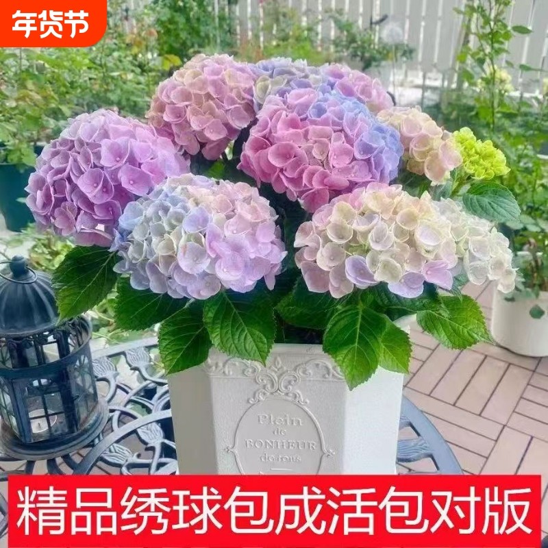 绣球花苗无尽夏大花绣球八仙花室内阳台花盆栽耐寒耐热四季开大花,鲜花速递/花卉仿真/绿植园艺,绣球/木绣球/木本植物,淘宝优惠券,粉丝福利购,淘宝优惠卷