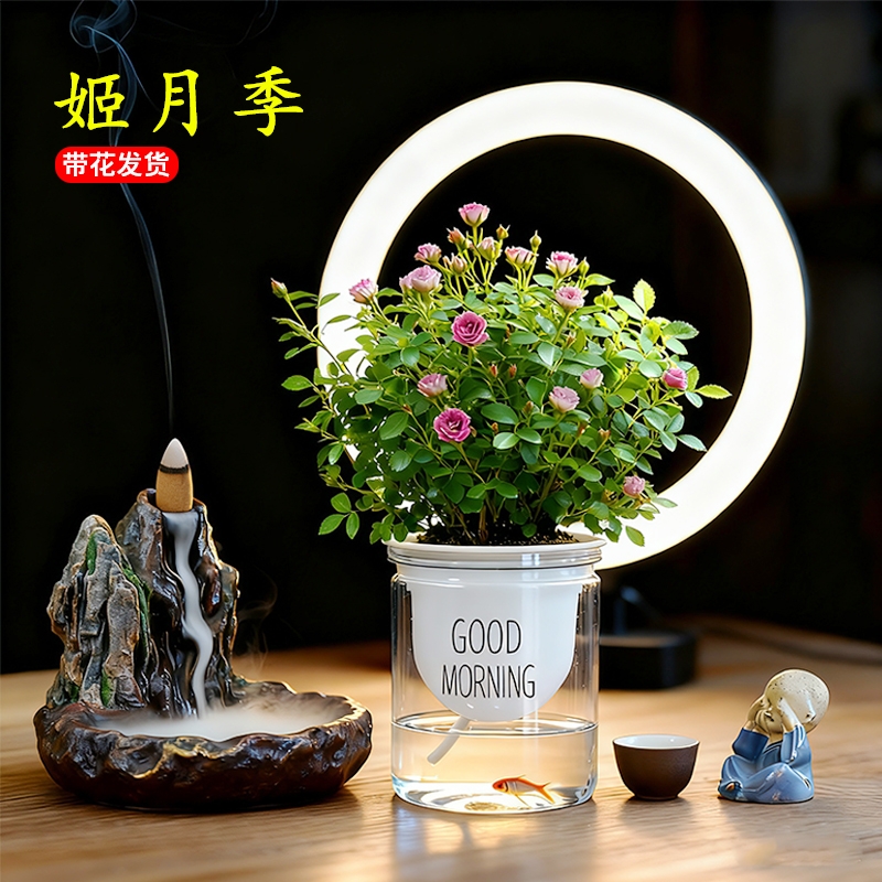 迷你超微月季带花苞水培姬乙女姬月季室内好养浓香花卉盆栽植物