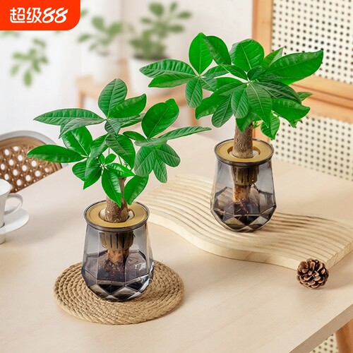 水培发财树办公桌面客厅买一送一