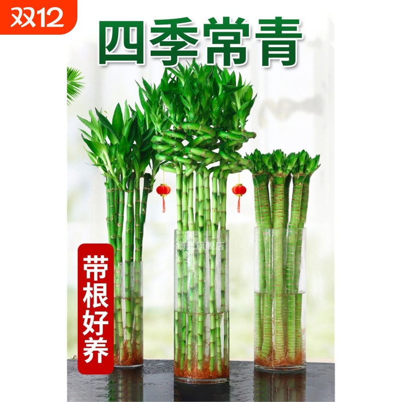 带根龙竹文昌转运发财富贵