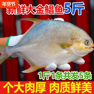 新鲜大金鲳鱼约5斤5条鲜活速冻海鲜水产金昌鱼银鲳鱼大个海鱼扁鱼
