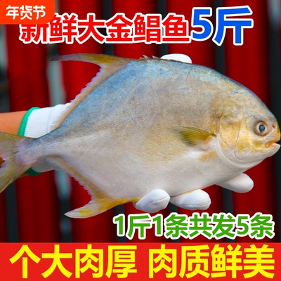 新鲜大金鲳鱼约5斤|超3000次加购