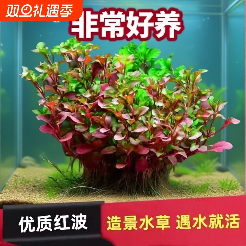 红波水草红色后景水草植物龟鱼缸造景无需二氧化碳懒人沉底淡水草