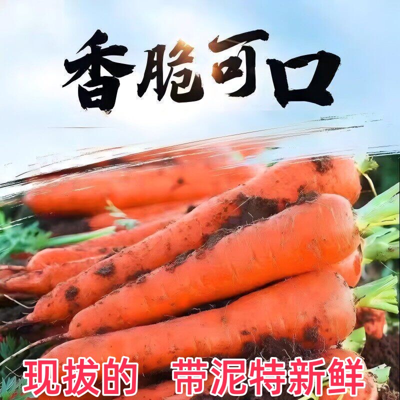沙地新鲜现挖胡萝卜可生吃脆甜营养健康宝宝辅食农家自种包邮当季图片