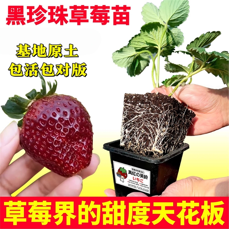 带盆土栽黑草莓苗秧四季高