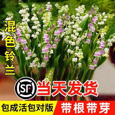 混色铃兰花盆栽玲兰绿植种球子室内鲜花卉带绿植花苞带根芽耐寒热