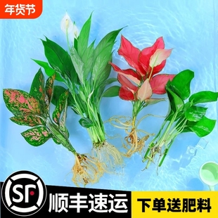 水培植物吉利红室内花卉盆栽绿植九里香水养发财树绿萝富贵竹大全