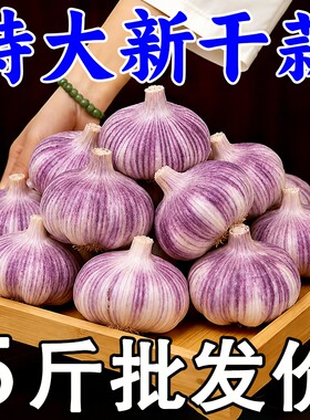 【今年新蒜】山东金乡紫皮新干蒜