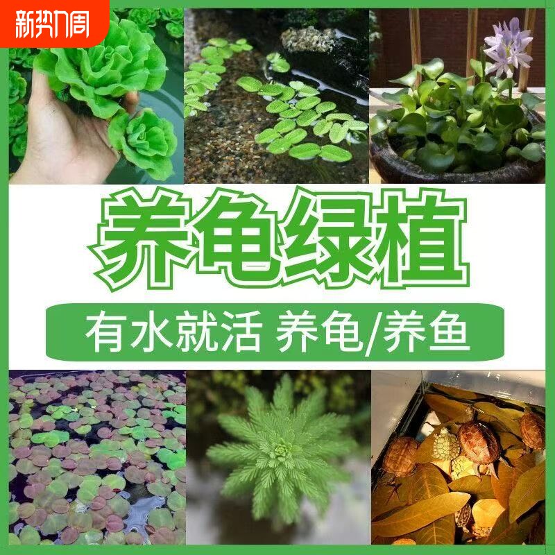 龟缸增氧净化水质浮萍水草打造古法生态缸躲避造景水芙蓉定植套餐