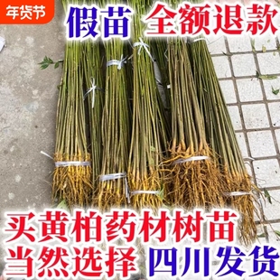 正宗厚皮黄柏树苗川黄柏树苗黄劈树苗黄柏苗子中药材四川发货包邮