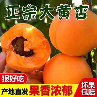 大黄杏子新鲜水果5斤当季整箱脆甜多汁金太阳黄杏酸甜整箱包邮
