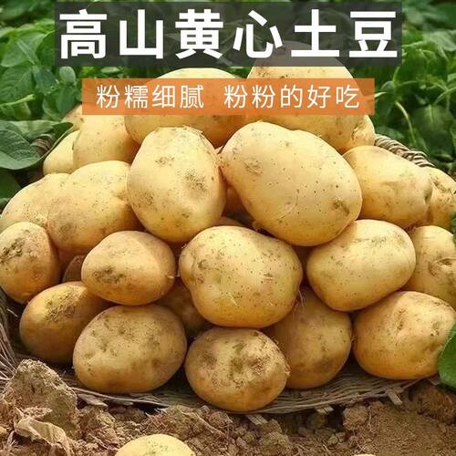 【芭芭农场兑换专享】土豆5斤装单个100g+