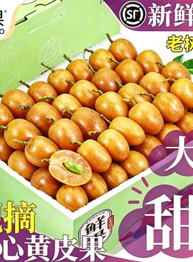 顺丰包邮鸡心黄皮果新鲜现摘黄弹子冰糖非郁南无核水果孕妇当季大