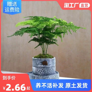 文竹盆栽盆景植物室内水培植物花客厅桌面办公室绿植好养观叶房间