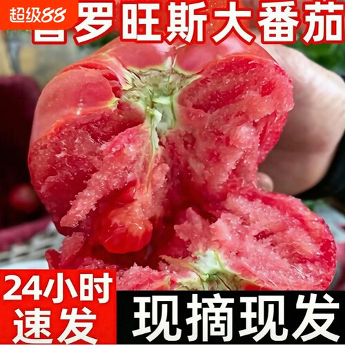 普罗旺斯西红柿自然熟生吃沙瓤