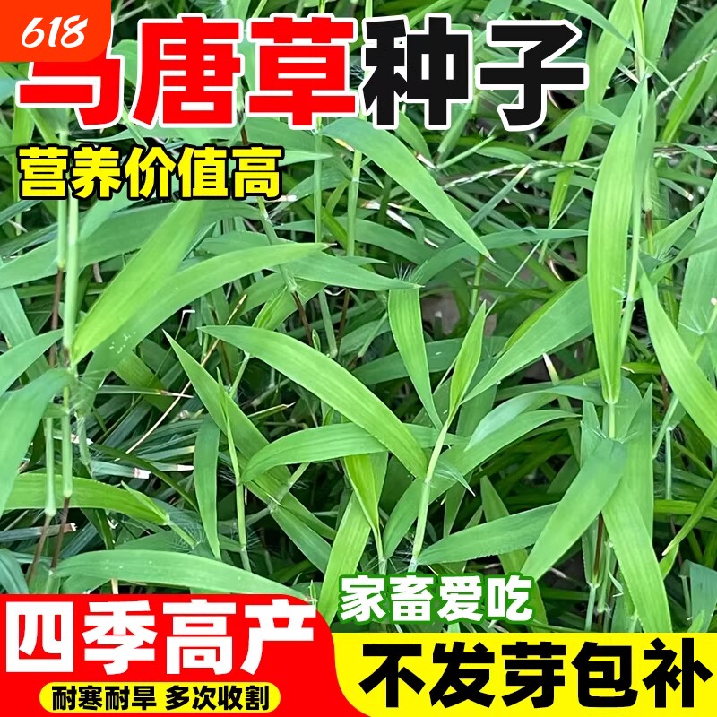 马唐草种子耐旱耐寒喂牛羊猪鱼鸡鸭鹅兔畜禽冬季四季高产牧草种籽