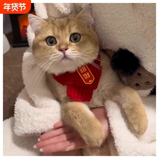猫咪新年围巾憨宠物围脖红色保暖贝中国风口水巾围兜豆狗狗装饰品