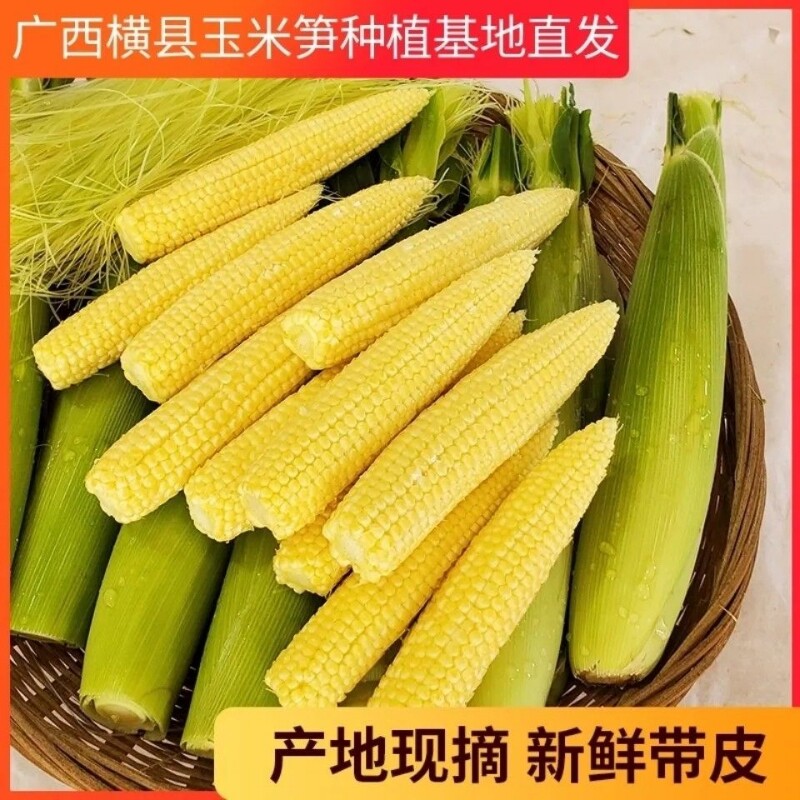 新鲜甜玉米笋9斤迷你小玉米蔬菜嫩玉米棒须水果玉米批发包邮现摘图片