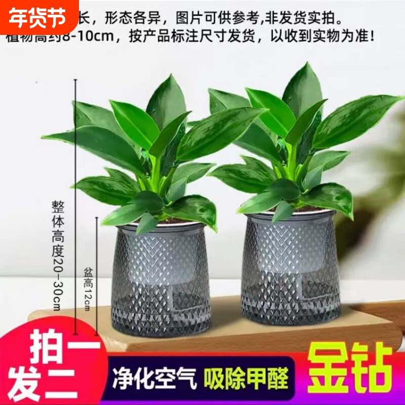 金钻盆栽植物绿公主水培绿植吸室内多肉四季好养办公桌阳台甲醛