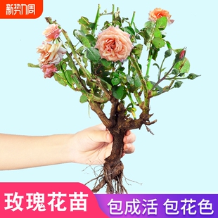 玫瑰花苗快速开花盆栽花卉植物室内花月季 花树苗特大花老桩苗庭院
