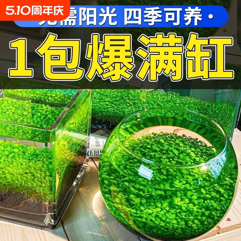 水草泥生态瓶水培植物客厅桌面水草种子对叶景观摆件创意玻璃鱼缸