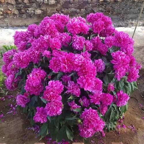 浓香型重瓣大花芍药老桩耐寒南北方种植桌面庭院阳台室内外花卉苗