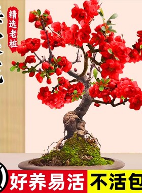 垂丝海棠花盆栽四季开花卉植物室内带花苞重瓣红梅花树苗老桩盆景