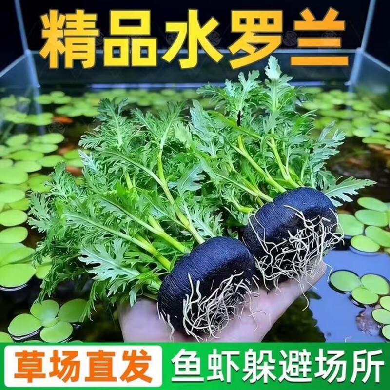 水罗兰坨基水草新手懒人造景图片
