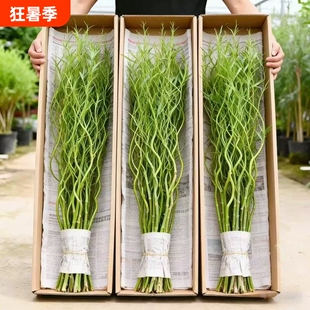 龙柳鲜枝水培植物雪柳带花苞柳条枝客厅绿植花卉室内盆栽好养水养