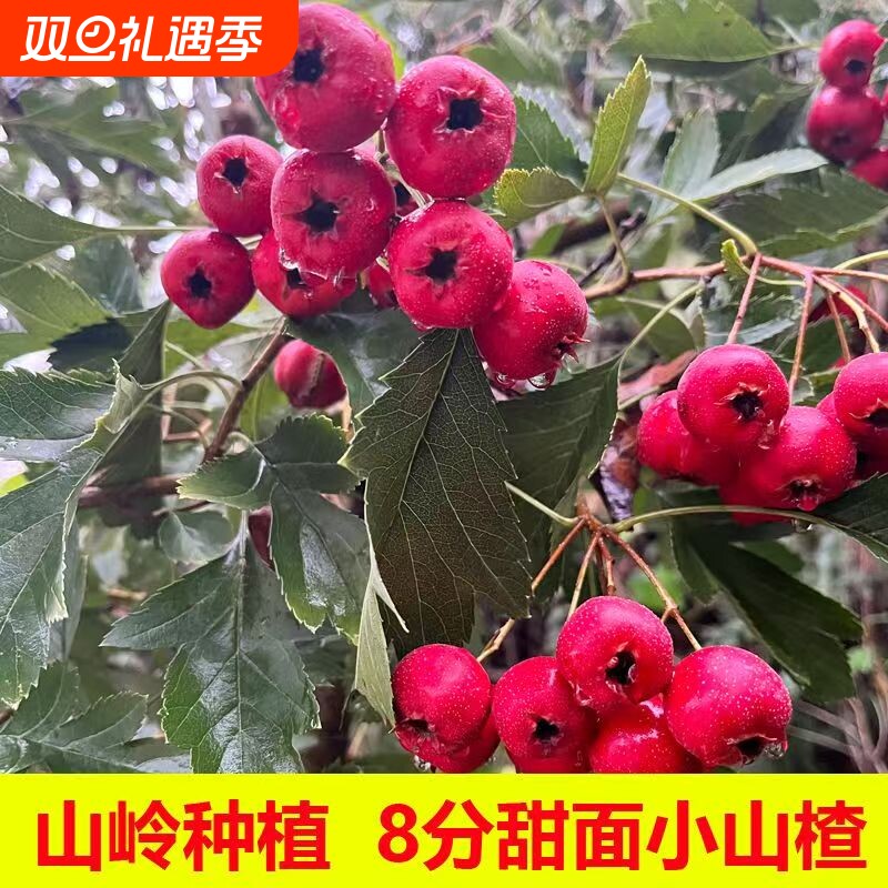 2025山东红甜山楂山里红山楂果新鲜酸甜鲜果红心野生甜口水果