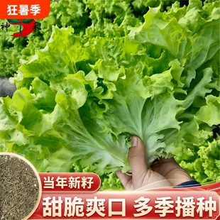 甜脆玻璃生菜种子阳台多季盆栽莱种蔬菜孑菜籽高产白菜茼蒿耐抽苔