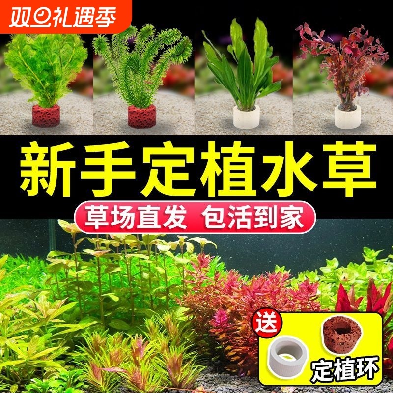 绿菊鱼缸水草后景植物真草蜈蚣草阴性净化水质懒人增氧新手造景