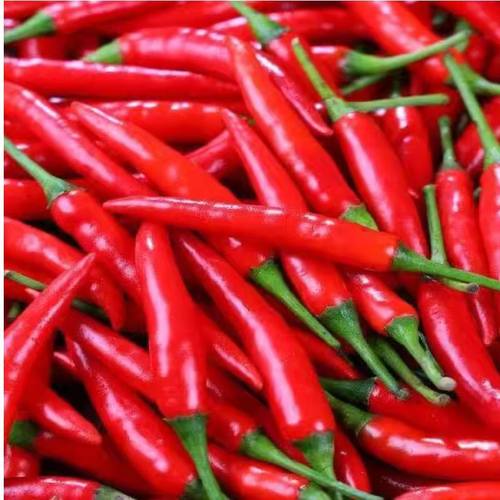正宗小米辣椒新鲜朝天椒泡椒指天椒特辣薄皮土红辣椒小米椒